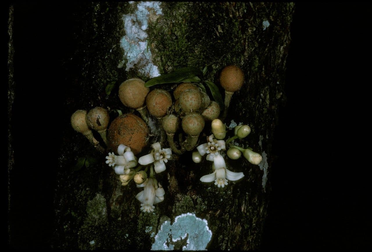 Dysoxylum 5