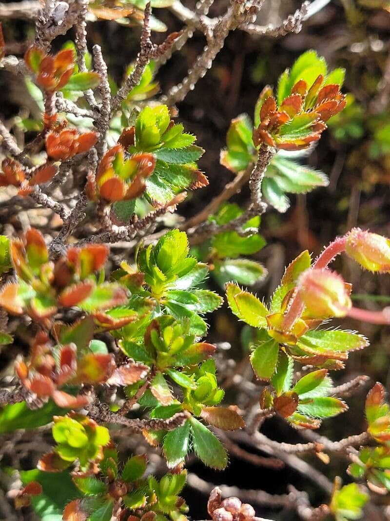 Rhodothamnus 12