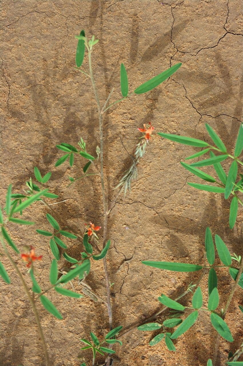 Indigofera 22