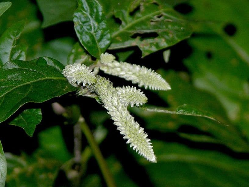 Cyathula 2