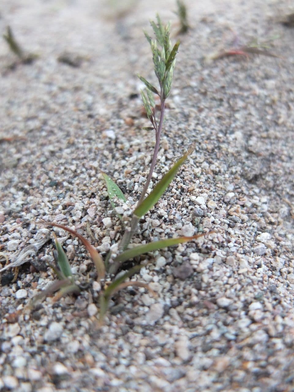 Lovegrass 5