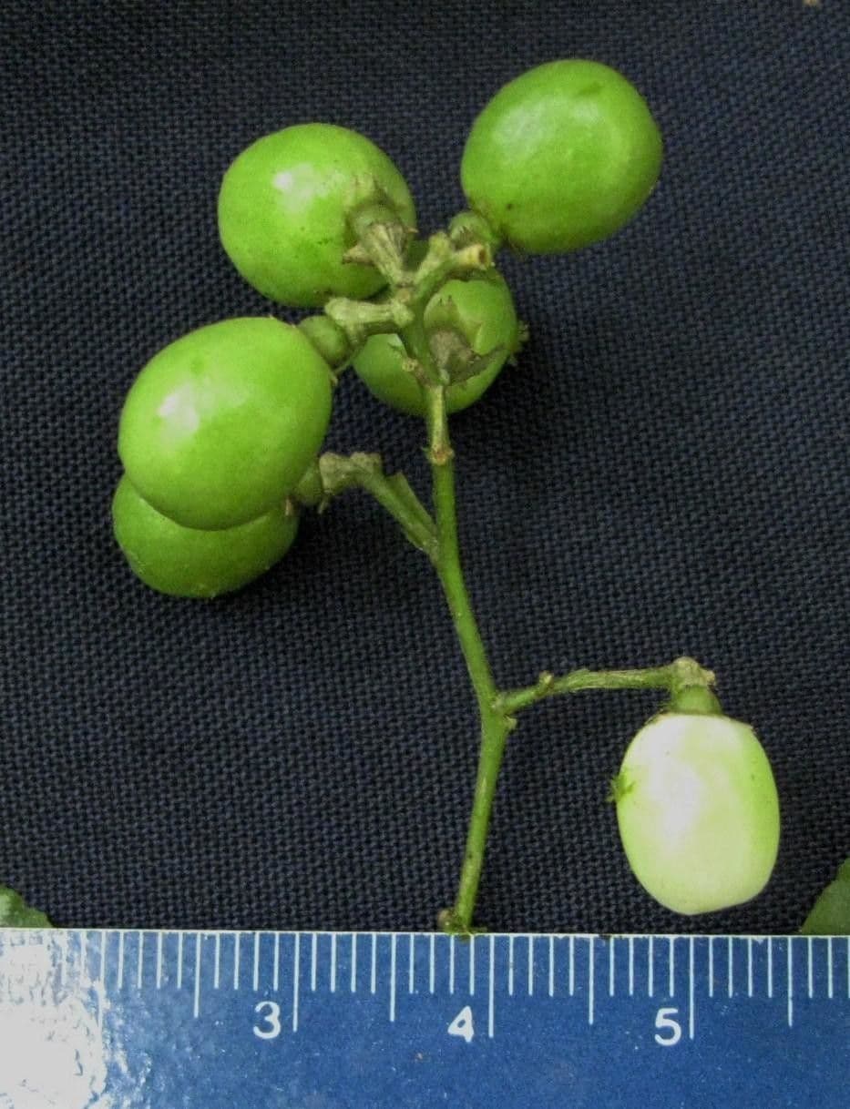 Cestrum 2