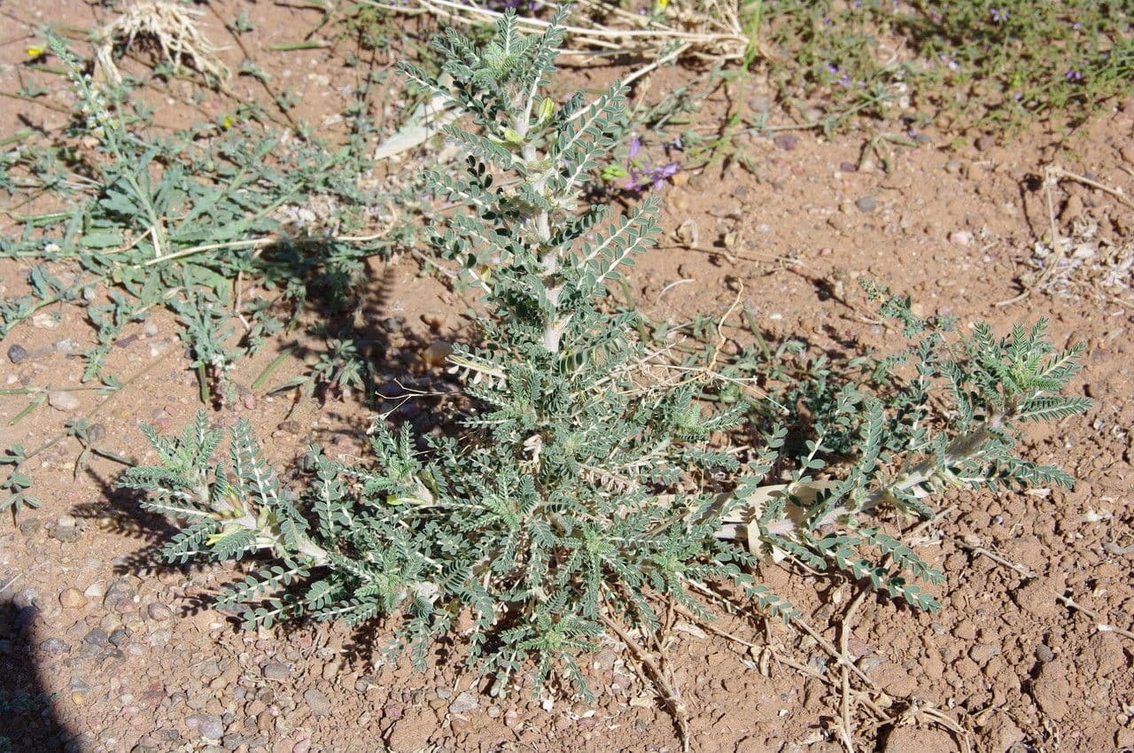 Astragalo 11