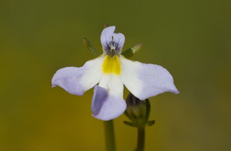 Toothed calicoflower 3
