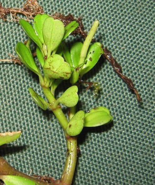 Peperomia štvorlistá