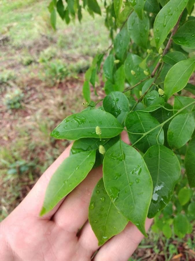 Maprounea