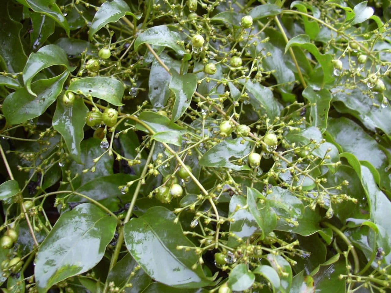 Pachnotka 11
