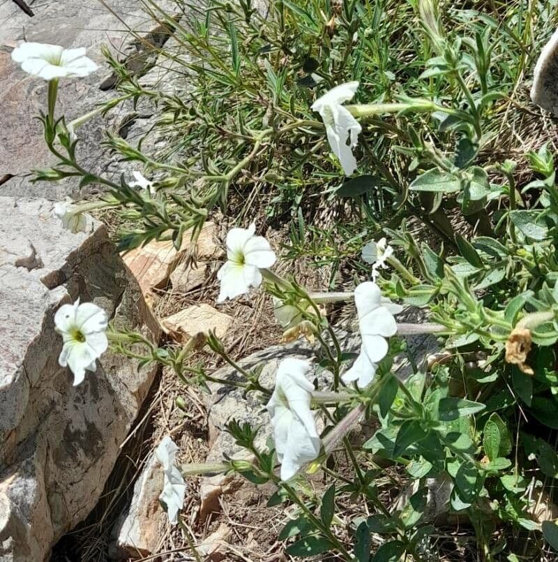 Petunia 7