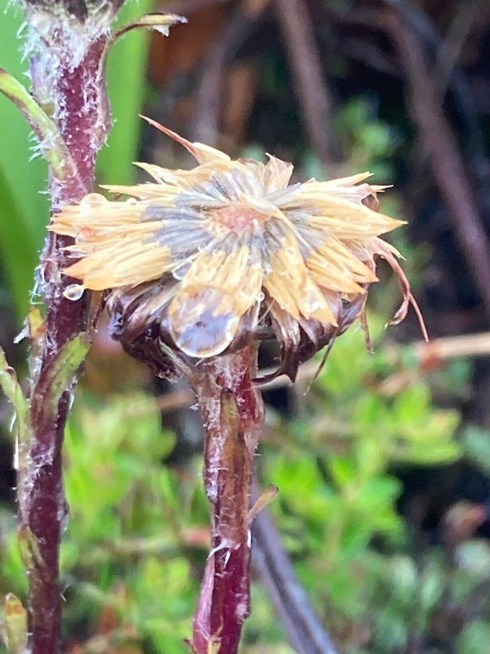 Andyjsky aster