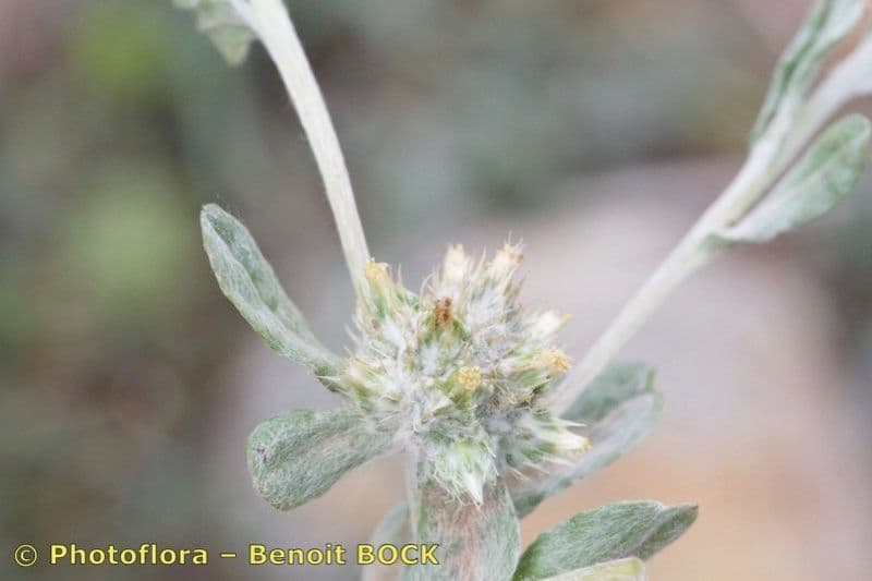 Bambagia spatolata 27