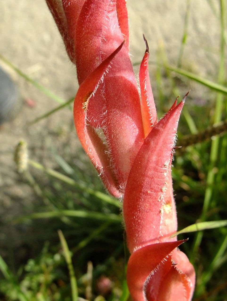 Semprevivo maggiore 24