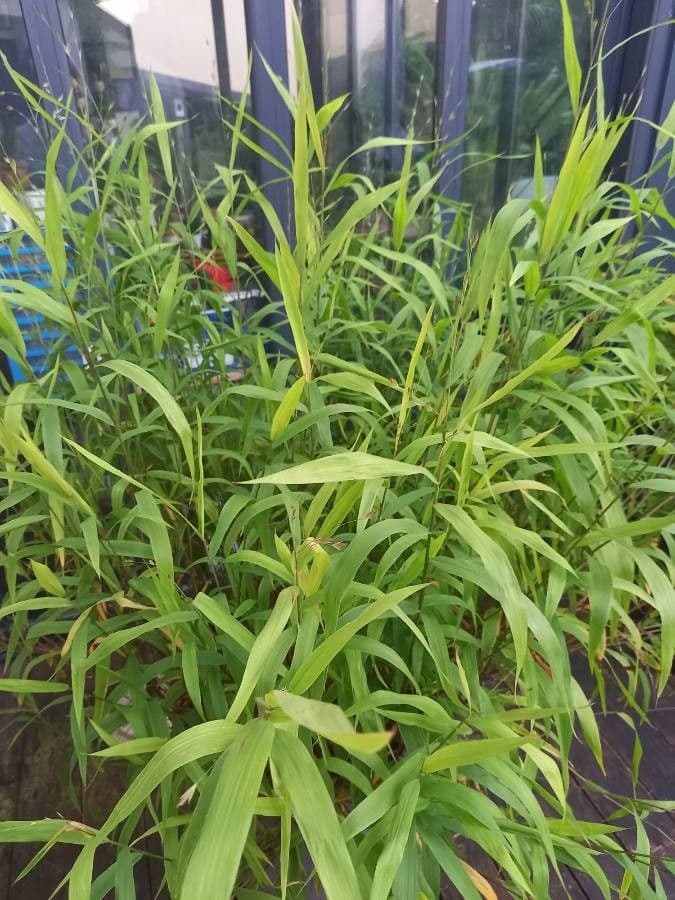 Chasmanthium latifolium 14