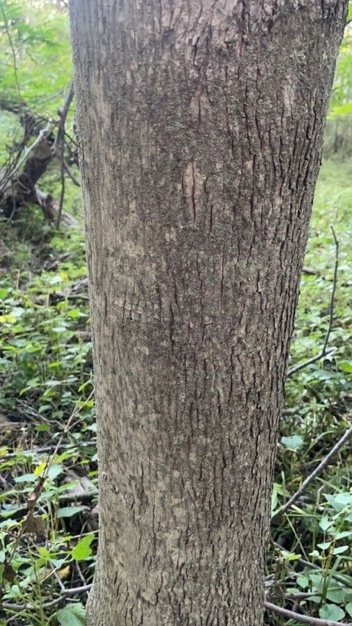 Glatter Hickory 22