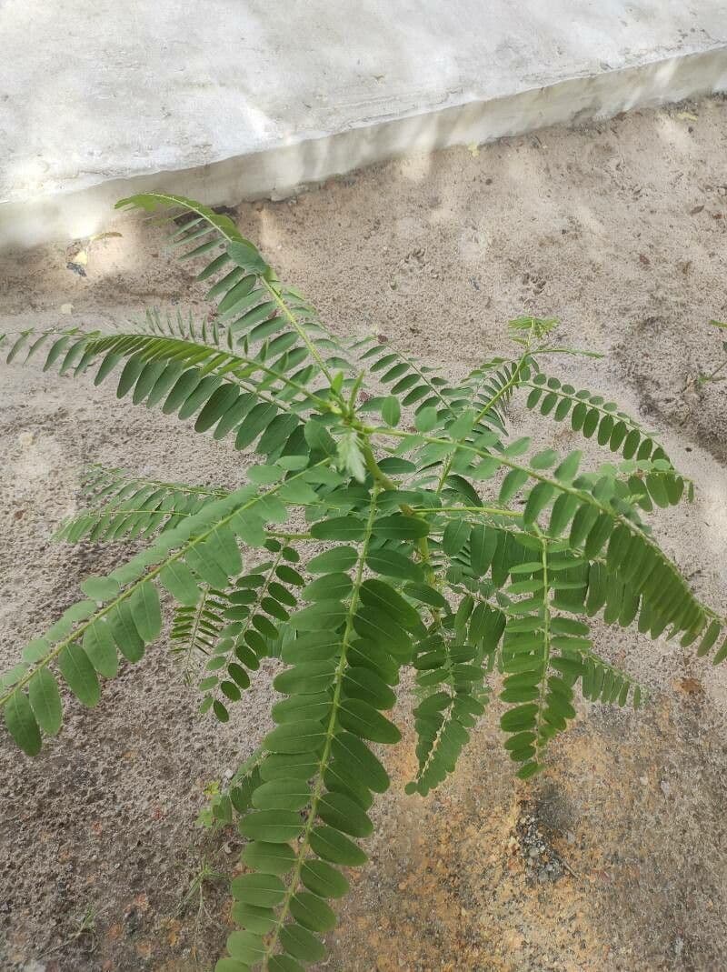 Sesbania grandiflora 16