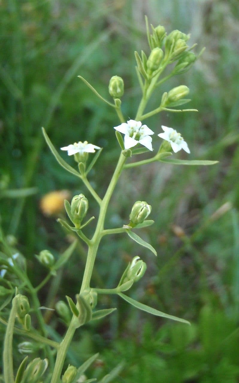 Pyrenäen-Leinblatt 9