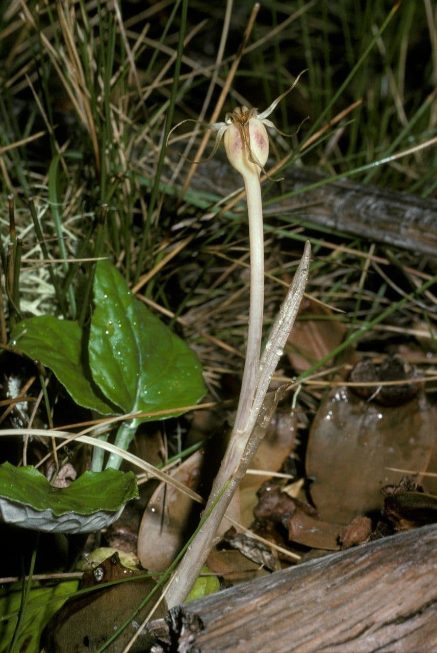 Arachnitis uniflora 6
