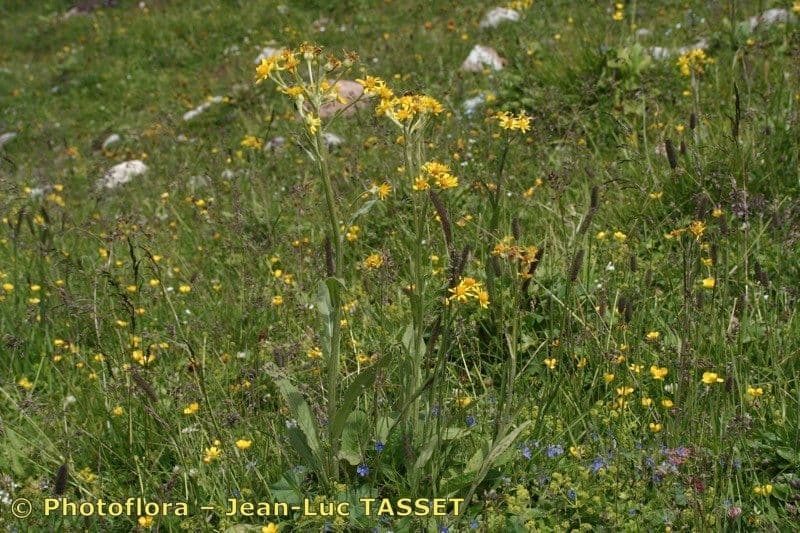 Tephroseris 6