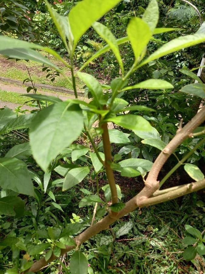 Cestrum arancione 12