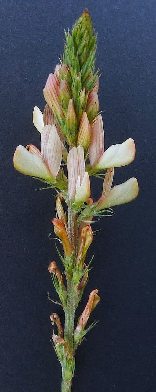 Serradella 23