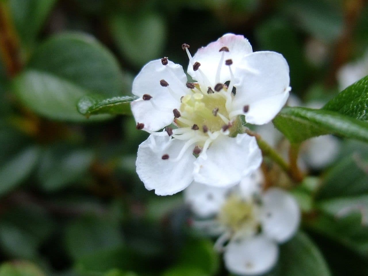 Cotoneaster di Dammer 6