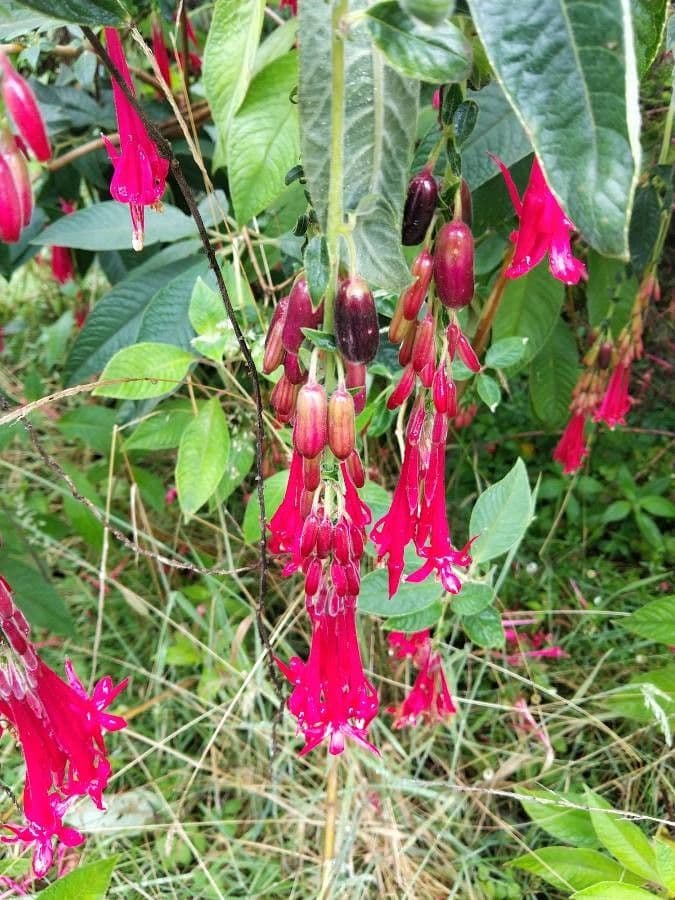 Fuchsien 3