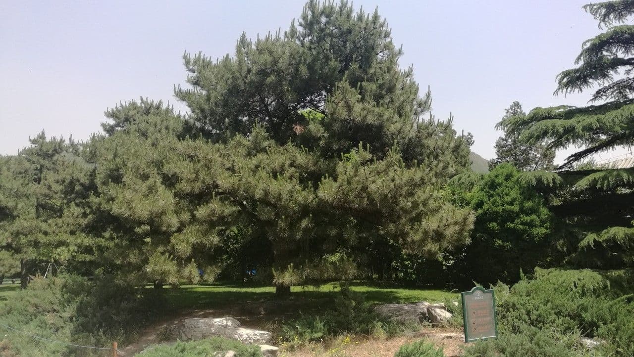 Pino della Cina 10