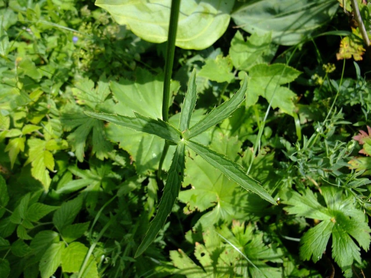 Große Sterndolde 24