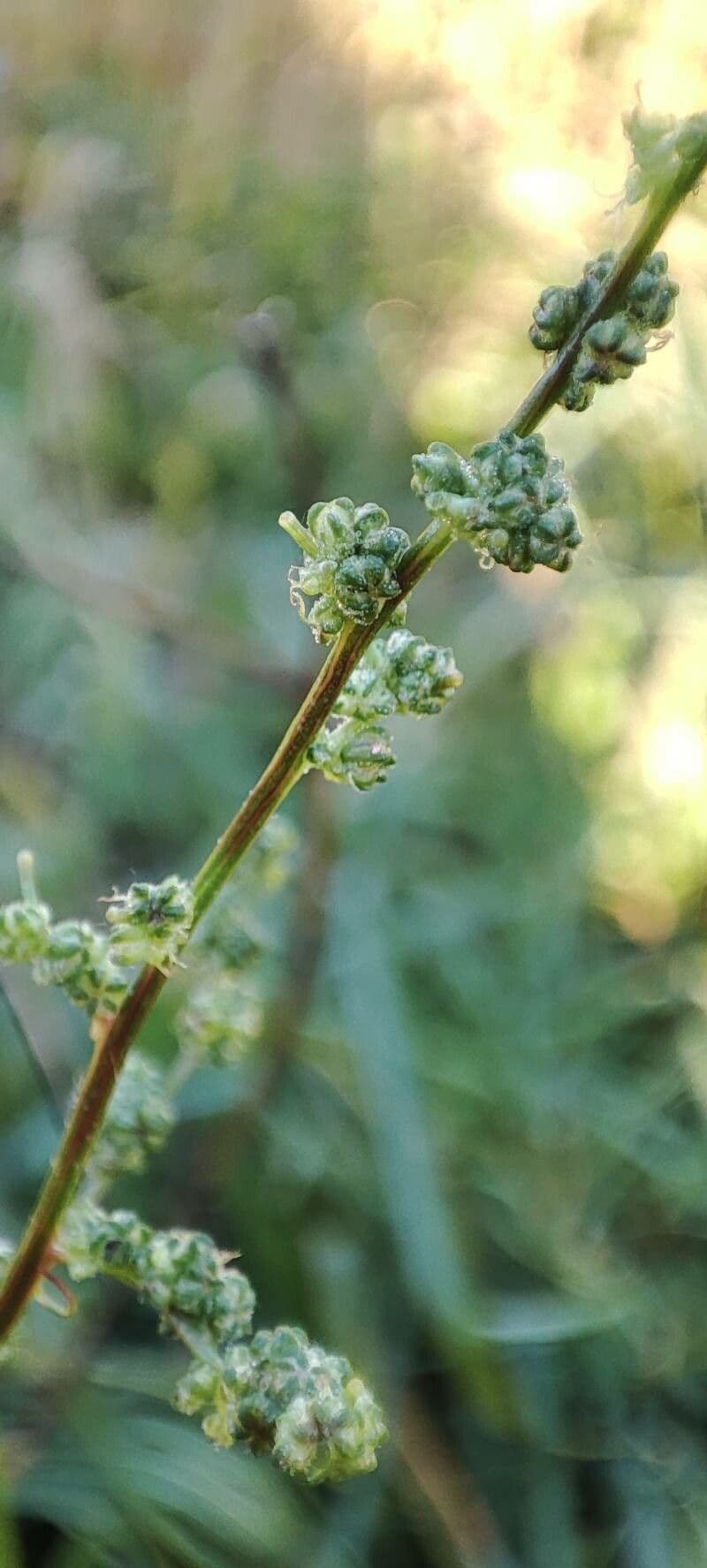 Atreplice erba-corona 24