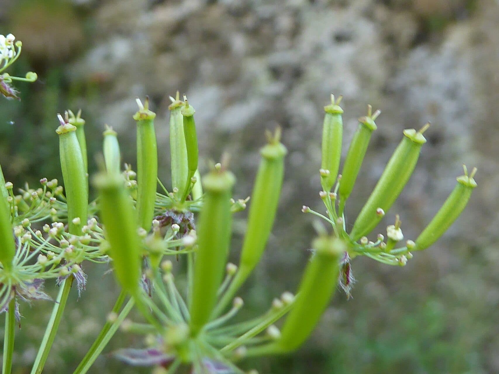 Cerfoglio selvatico 2