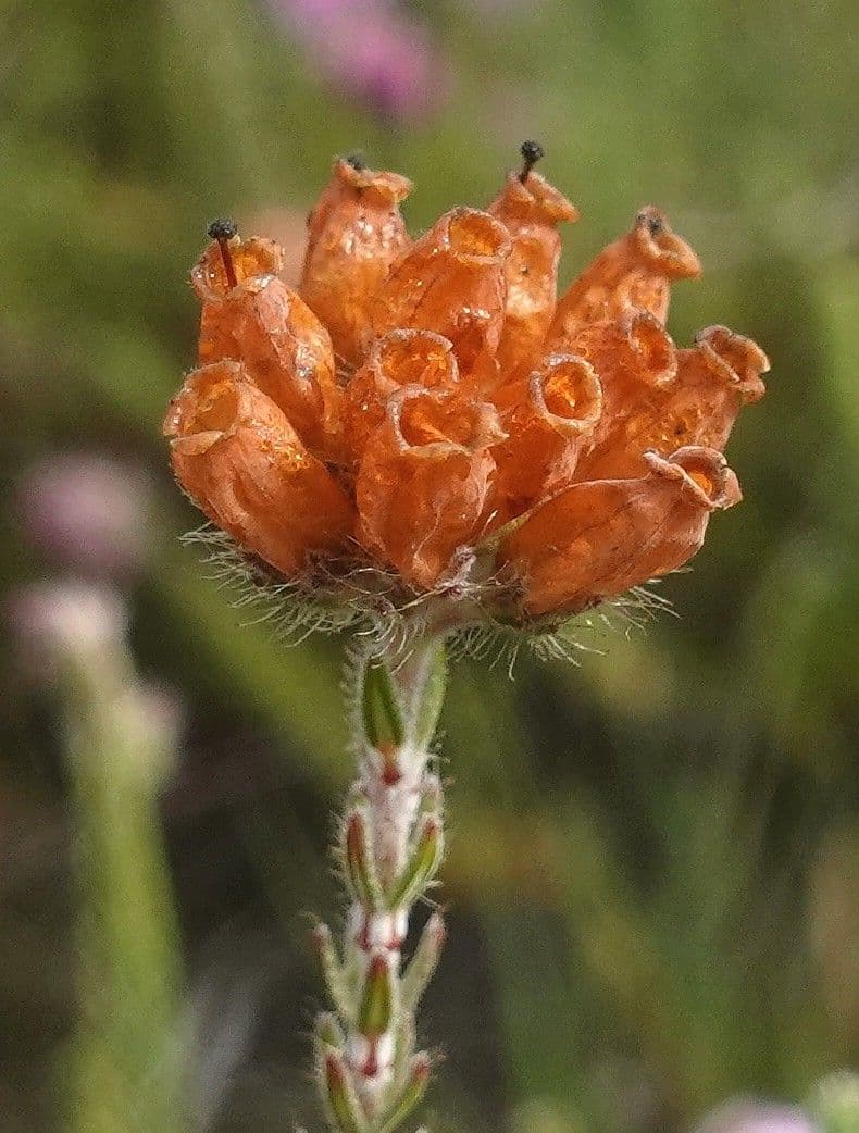 Glocken-Heide 4
