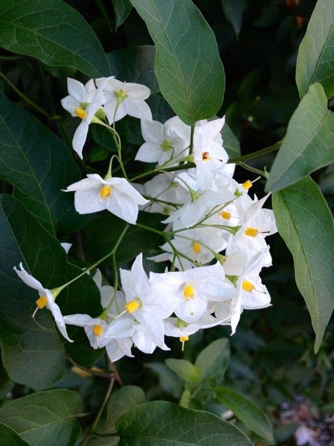 Solanum laxum 12