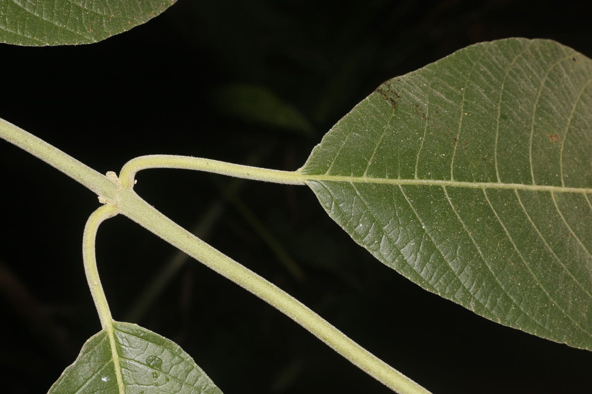 Siparuna gesnerioides 10