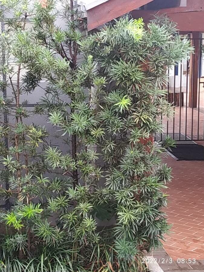 Podocarpus macrophyllus 17