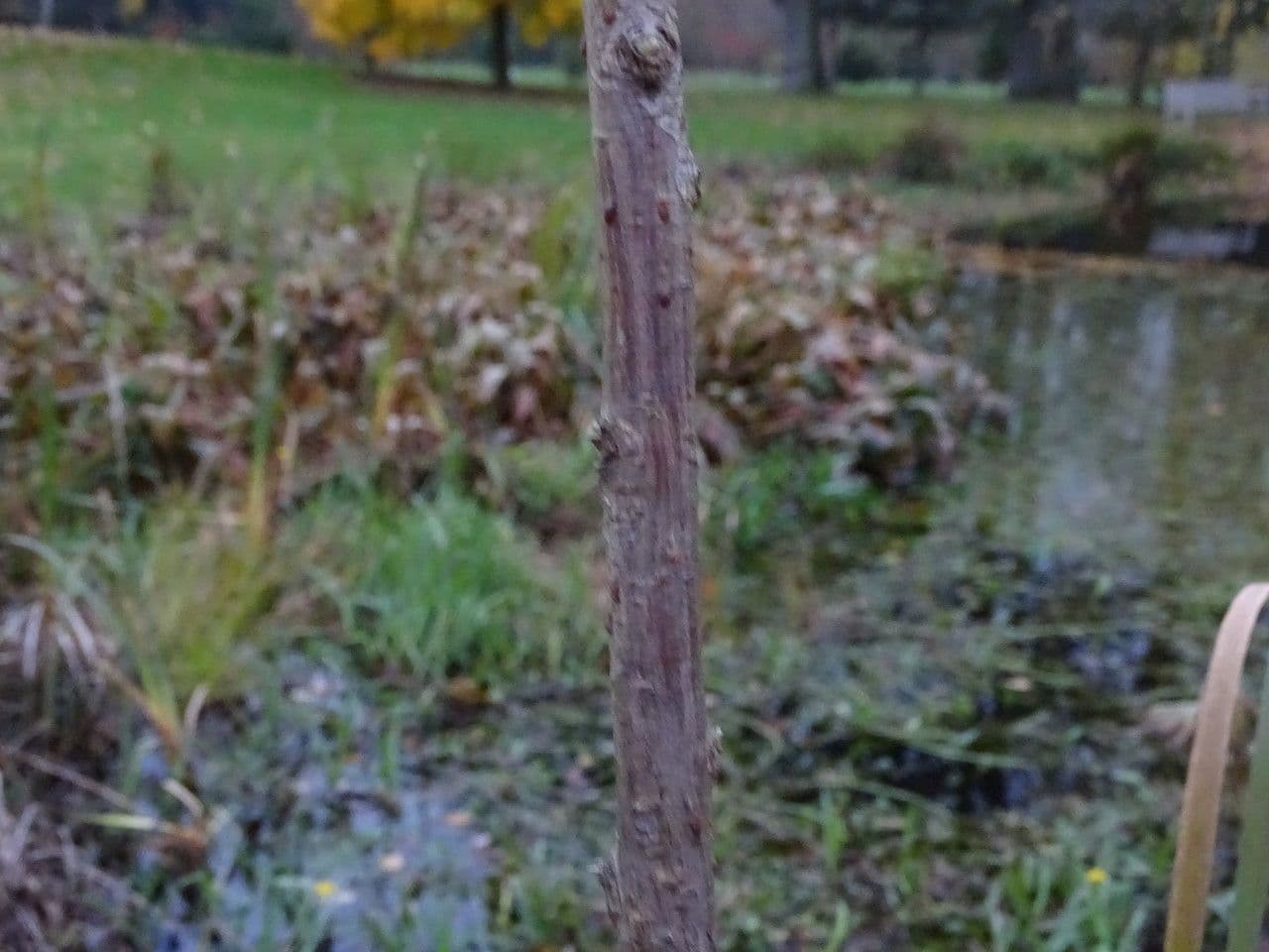 Bahenní cypřiš 8