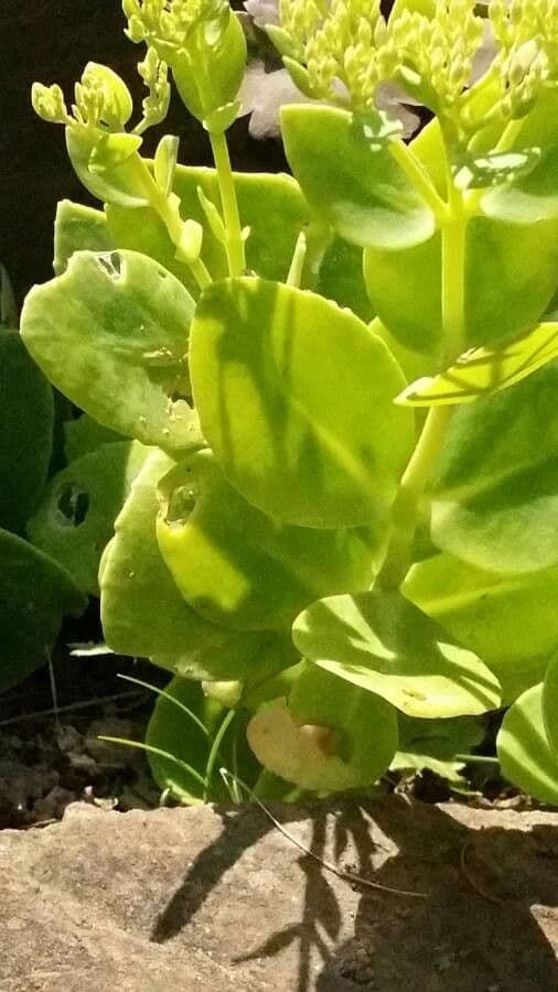 Sedum 10
