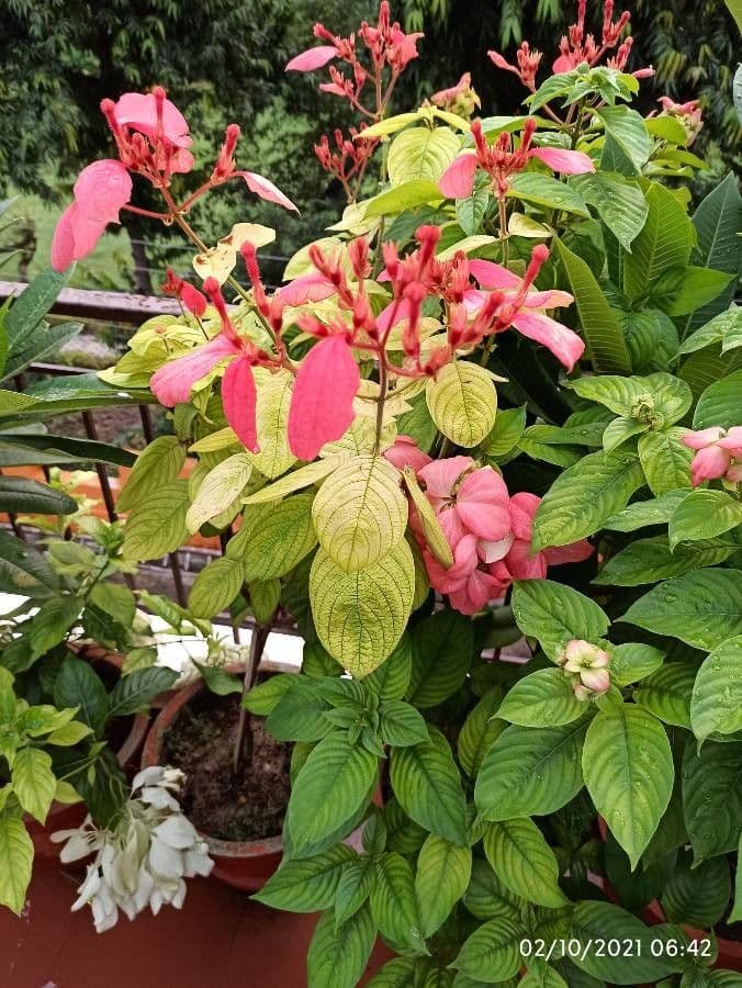 Mussaenda erythrophylla 3