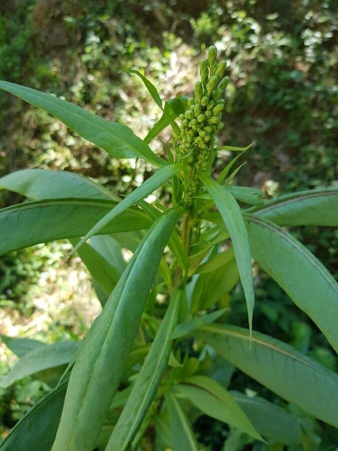 Lactuca indica 9