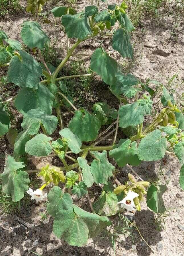 Craniolaria 3