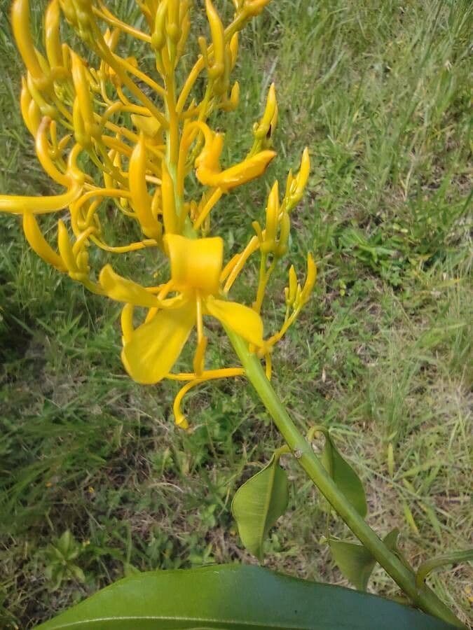 Vochysia