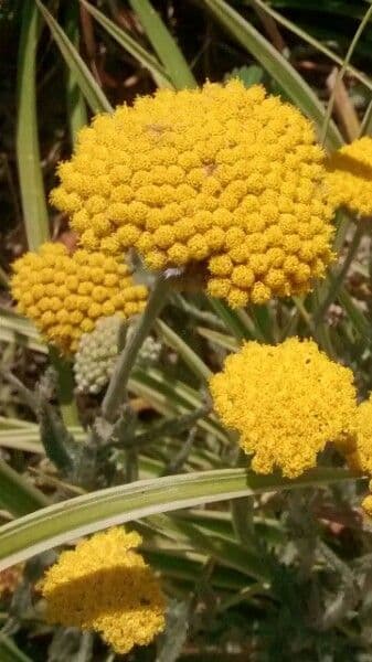 Achillea filipendula 8