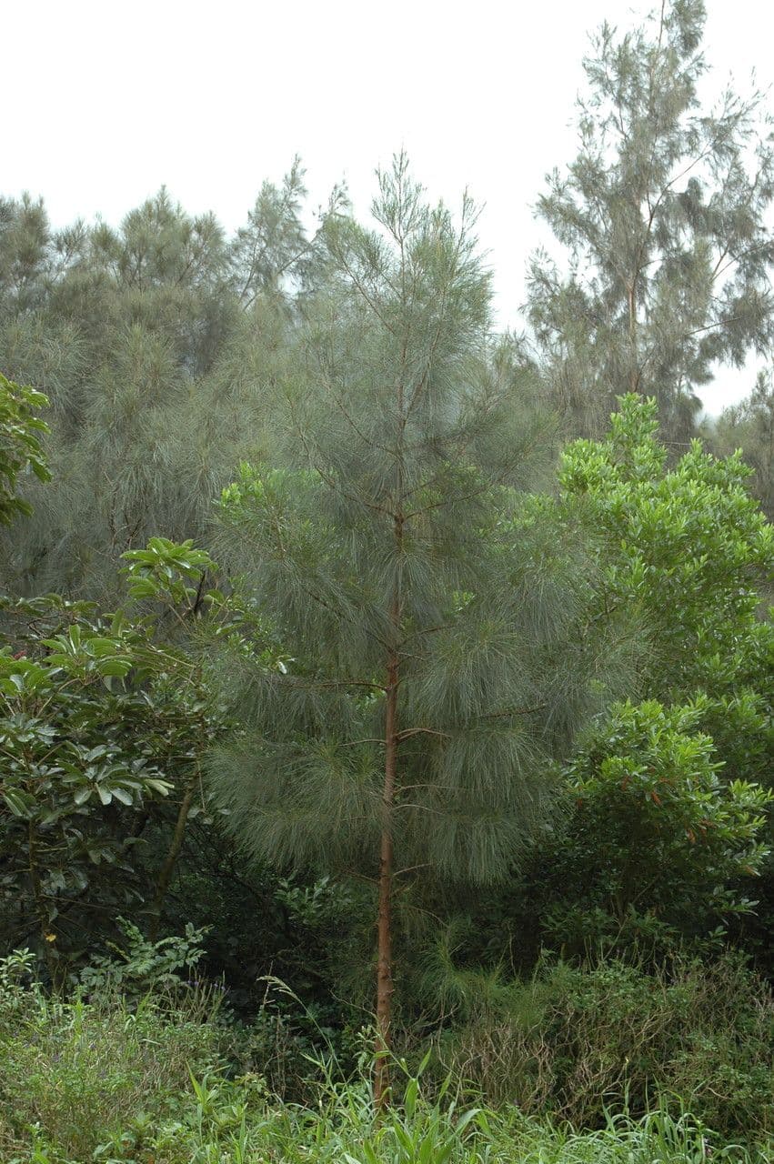 Casuarina equisetifolia 14