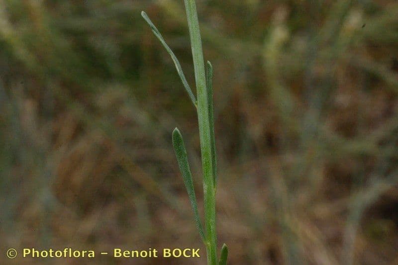 Sesamoides purpurascens 22