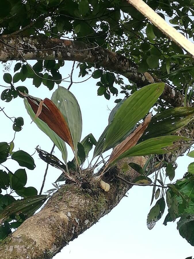Stanhopea 9