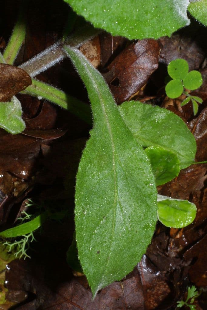 Penstemon 12