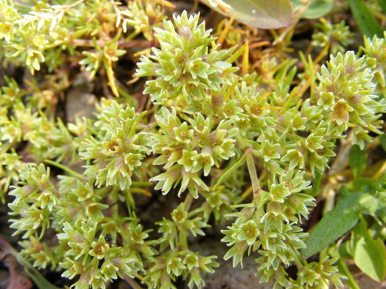 Scleranthus 3