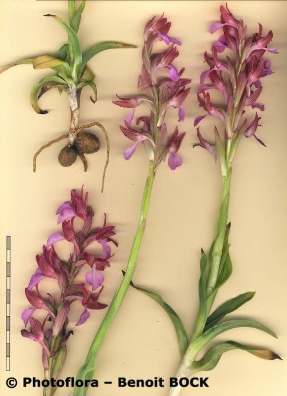 Orchis papillon 20