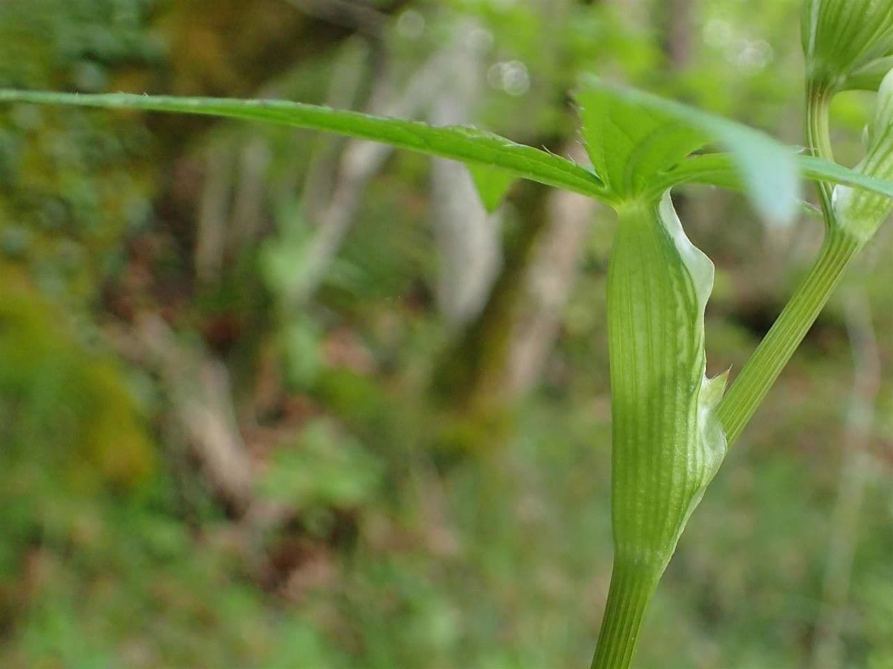 Große Sterndolde