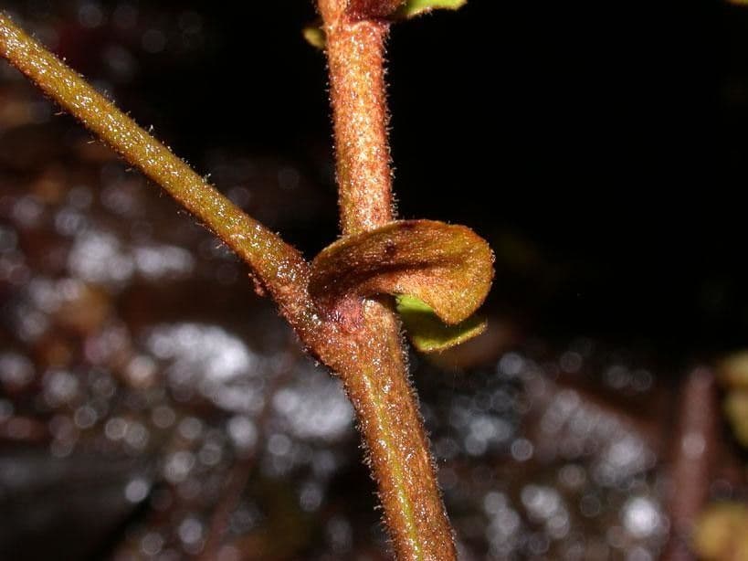 Schnella 17