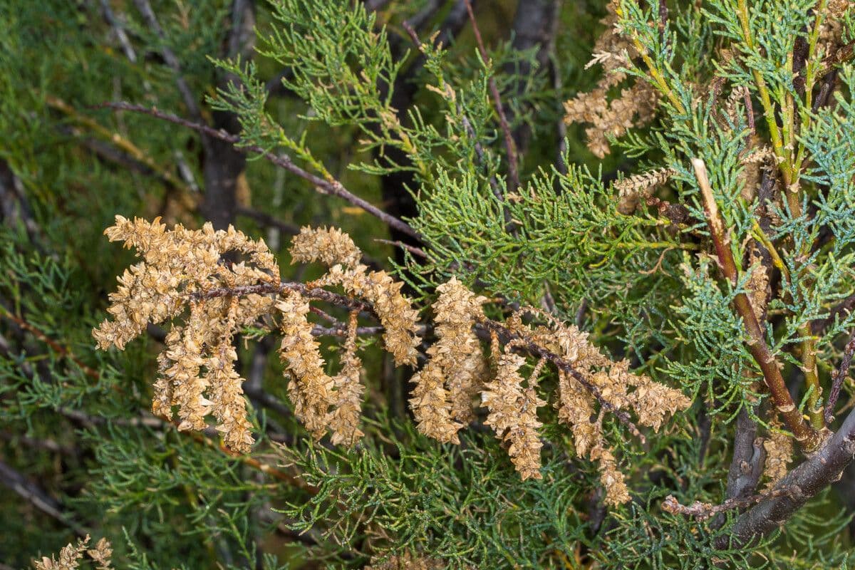 Tamariška africká 5