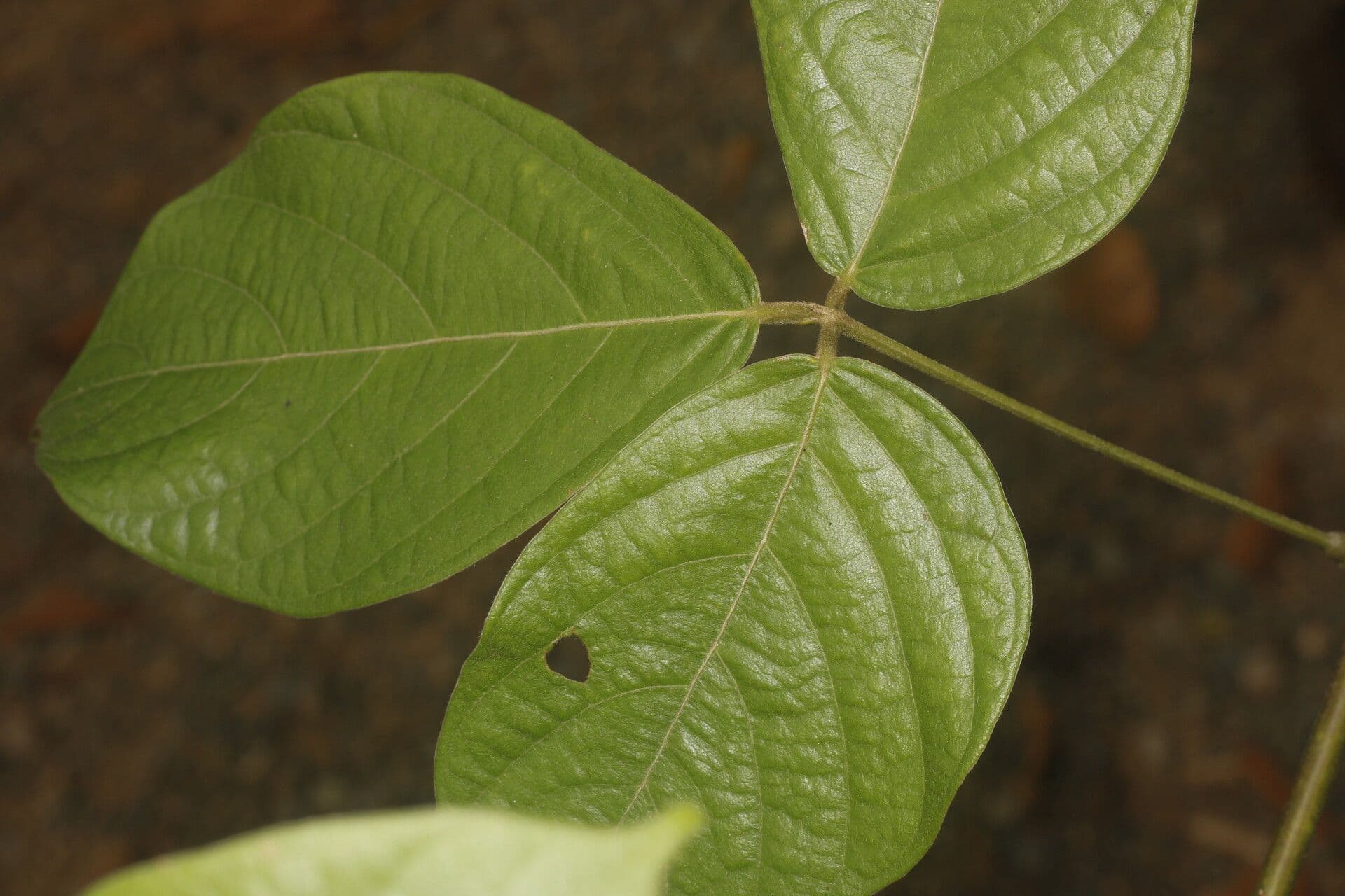 Dioclea 10